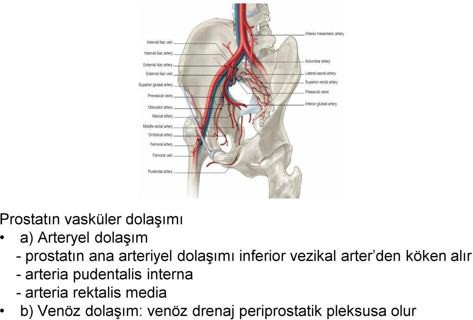 den köken alır - arteria pudentalis interna - arteria
