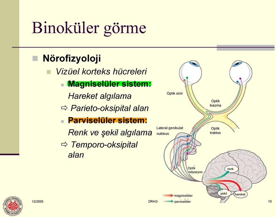 algılama Temporo-oksipital alan Optik sinir Lateral genikulat nukleus Optik