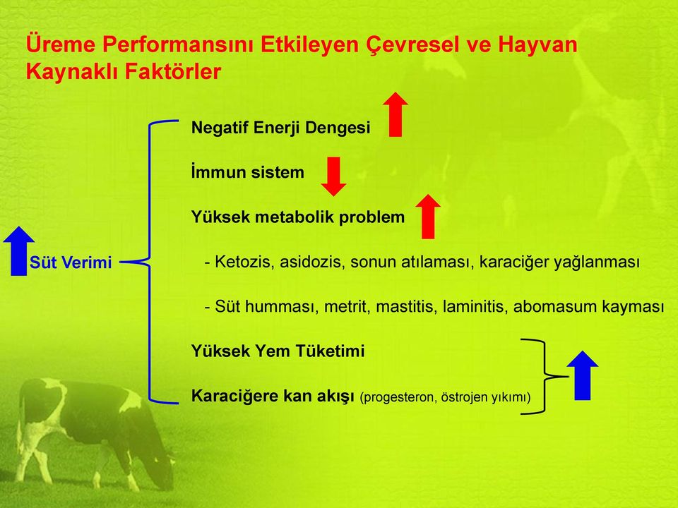 sonun atılaması, karaciğer yağlanması - Süt humması, metrit, mastitis, laminitis,