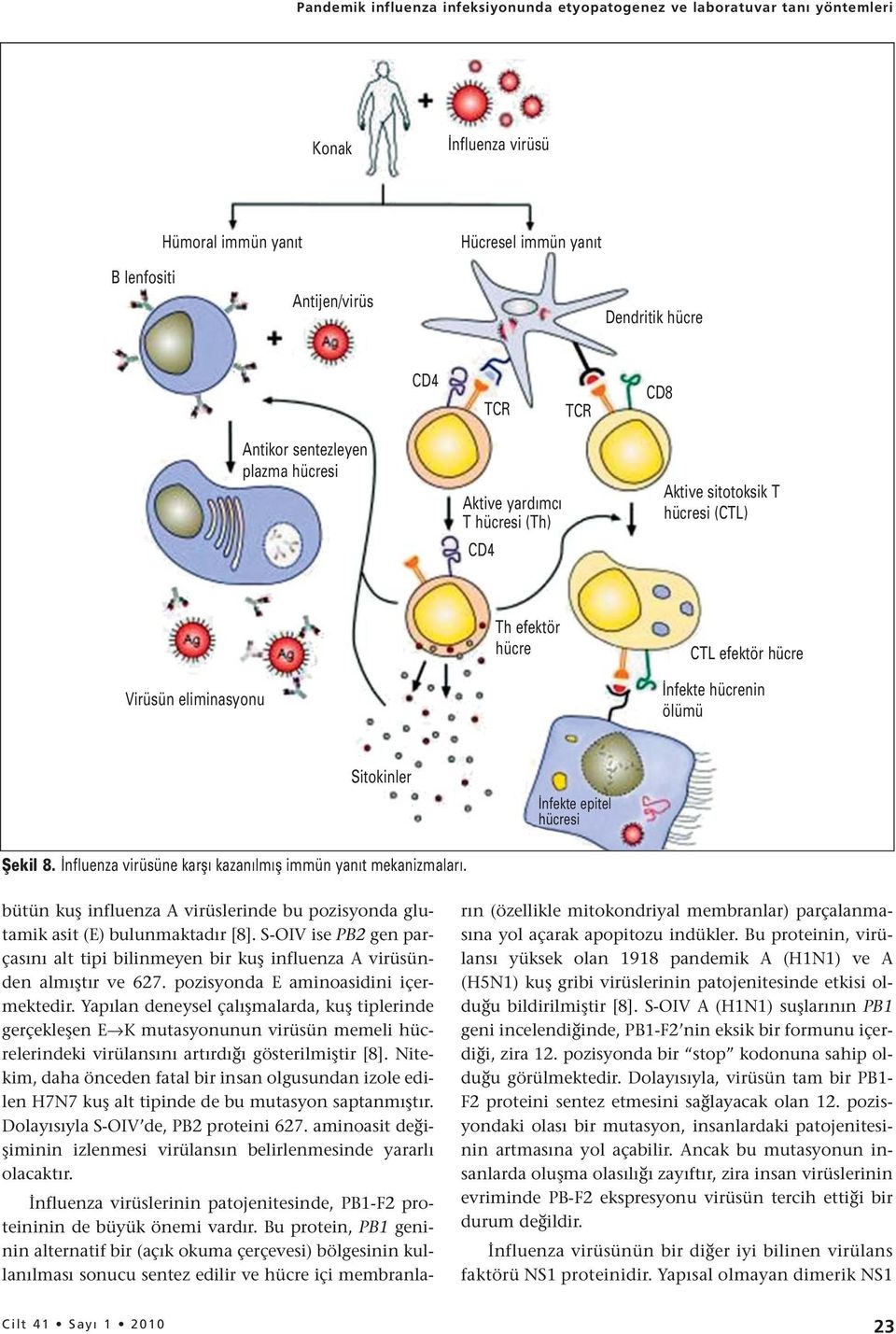 İnfekte epitel hücresi Şekil 8. İnfluenza virüsüne karşı kazanılmış immün yanıt mekanizmaları. bütün kuş influenza A virüslerinde bu pozisyonda glutamik asit (E) bulunmaktadır [8].