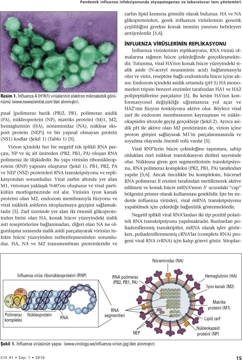 İnfluenza A (H1N1) virüslerinin elektron mikroskobik görünümü (www.newscientist.com dan alınmıştır).