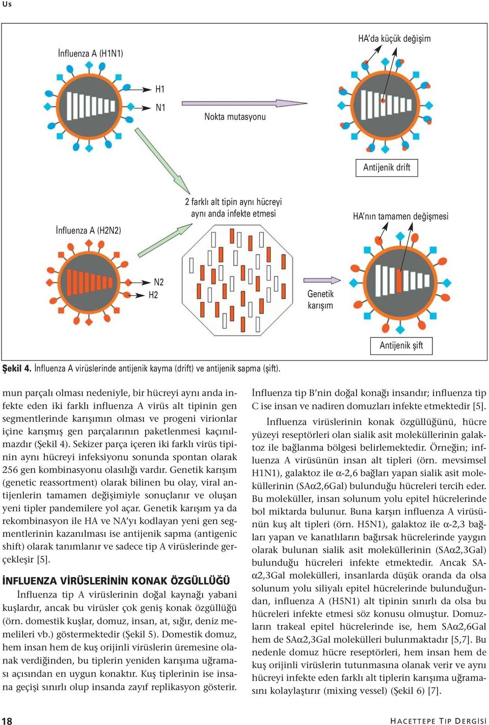 mun parçalı olması nedeniyle, bir hücreyi aynı anda infekte eden iki farklı influenza A virüs alt tipinin gen segmentlerinde karışımın olması ve progeni virionlar içine karışmış gen parçalarının