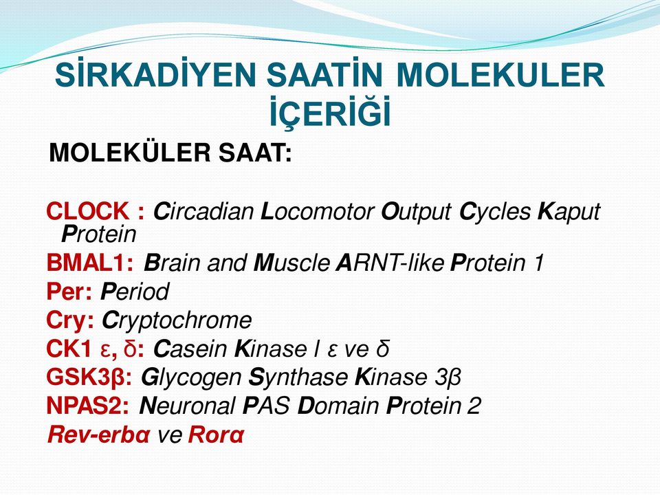 Protein 1 Per: Period Cry: Cryptochrome CK1 ε, δ: Casein Kinase I ε ve δ