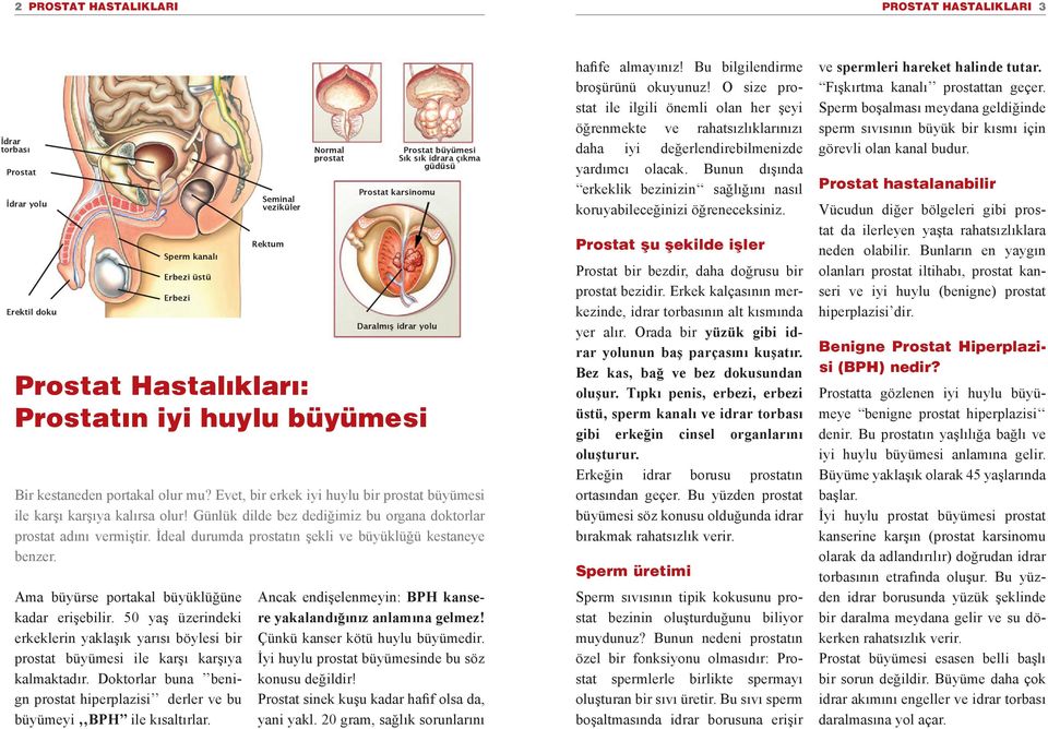 Seminal veziküler Rektum Normal prostat Prostat Hastalıkları: Prostatın iyi huylu büyümesi Prostat büyümesi Sık sık idrara çıkma güdüsü Prostat karsinomu Daralmış idrar yolu Bir kestaneden portakal