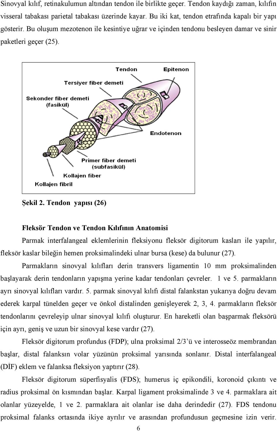 Tendon yapısı (26) Fleksör Tendon ve Tendon Kılıfının Anatomisi Parmak interfalangeal eklemlerinin fleksiyonu fleksör digitorum kasları ile yapılır, fleksör kaslar bileğin hemen proksimalindeki ulnar