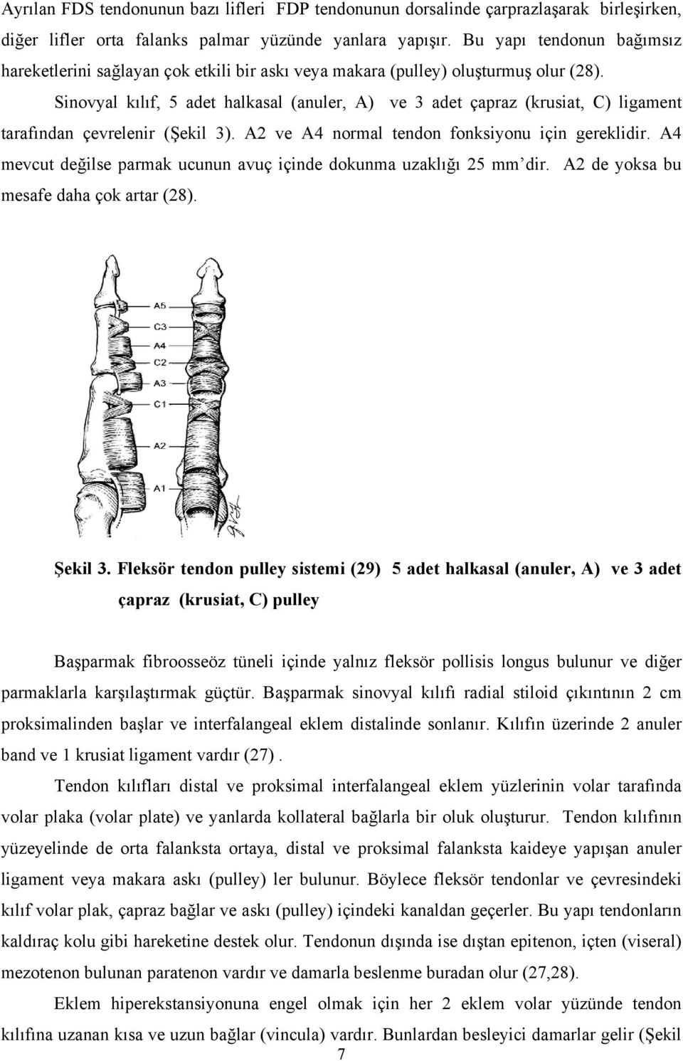 Sinovyal kılıf, 5 adet halkasal (anuler, A) ve 3 adet çapraz (krusiat, C) ligament tarafından çevrelenir (Şekil 3). A2 ve A4 normal tendon fonksiyonu için gereklidir.