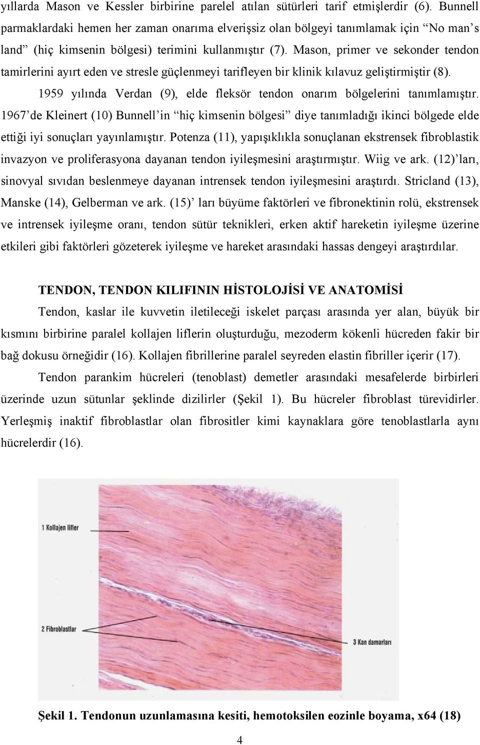 Mason, primer ve sekonder tendon tamirlerini ayırt eden ve stresle güçlenmeyi tarifleyen bir klinik kılavuz geliştirmiştir (8).