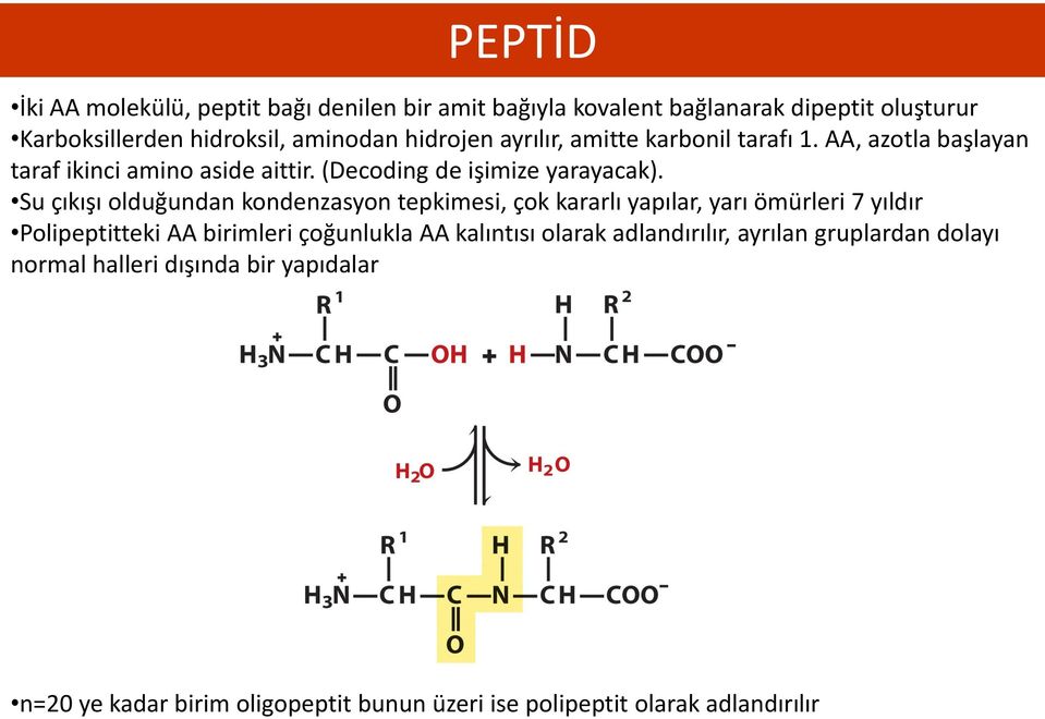 Amino Asitler, Peptitler, Proteinler. Dr. Fatih Büyükserin - PDF Ücretsiz  indirin