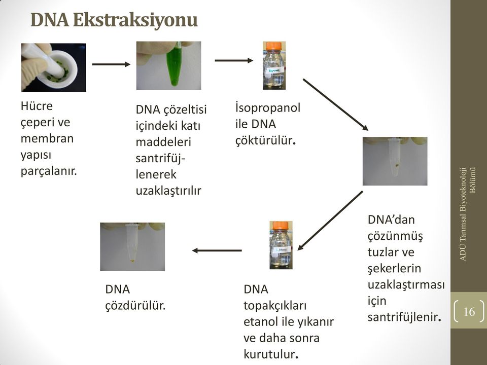 ile DNA çöktürülür. DNA çözdürülür.