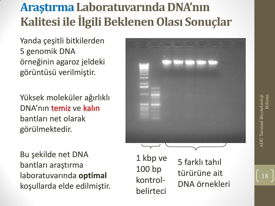 Yüksek moleküler ağırlıklı DNA nın temiz ve kalın bantları net olarak görülmektedir.