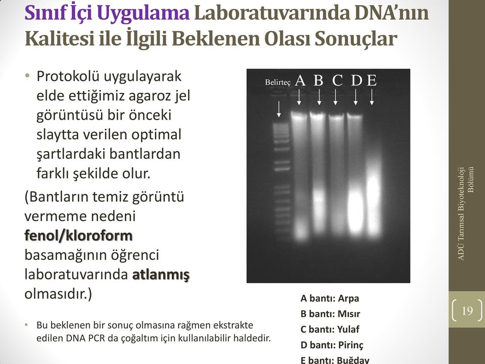 (Bantların temiz görüntü vermeme nedeni fenol/kloroform basamağının öğrenci laboratuvarında atlanmış olmasıdır.