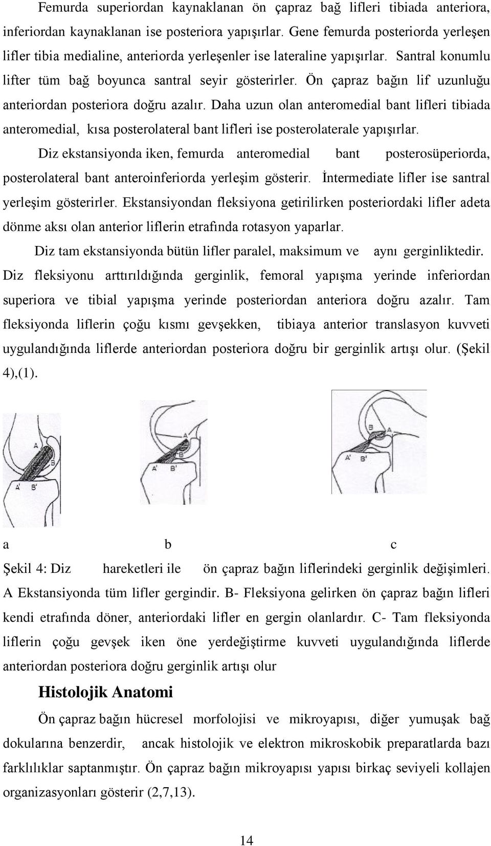 Ön çapraz bağın lif uzunluğu anteriordan posteriora doğru azalır. Daha uzun olan anteromedial bant lifleri tibiada anteromedial, kısa posterolateral bant lifleri ise posterolaterale yapışırlar.