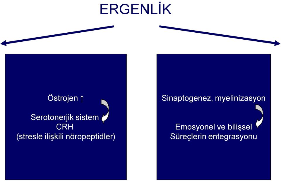 nöropeptidler) Sinaptogenez,