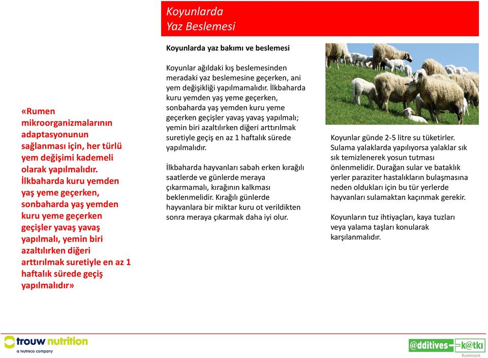 yapılmalıdır» Koyunlarda Yaz Beslemesi Koyunlarda yaz bakımı ve beslemesi Koyunlar ağıldaki kış beslemesinden meradaki yaz beslemesine geçerken, ani yem değişikliği yapılmamalıdır.