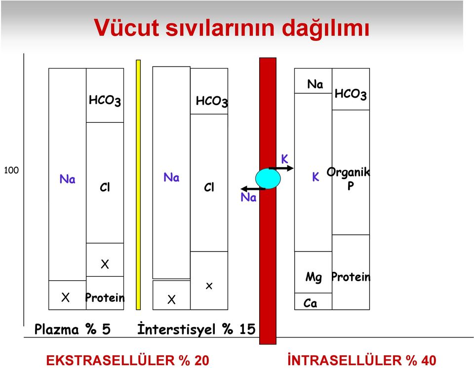 Protein X x Mg Ca Protein Plazma % 5