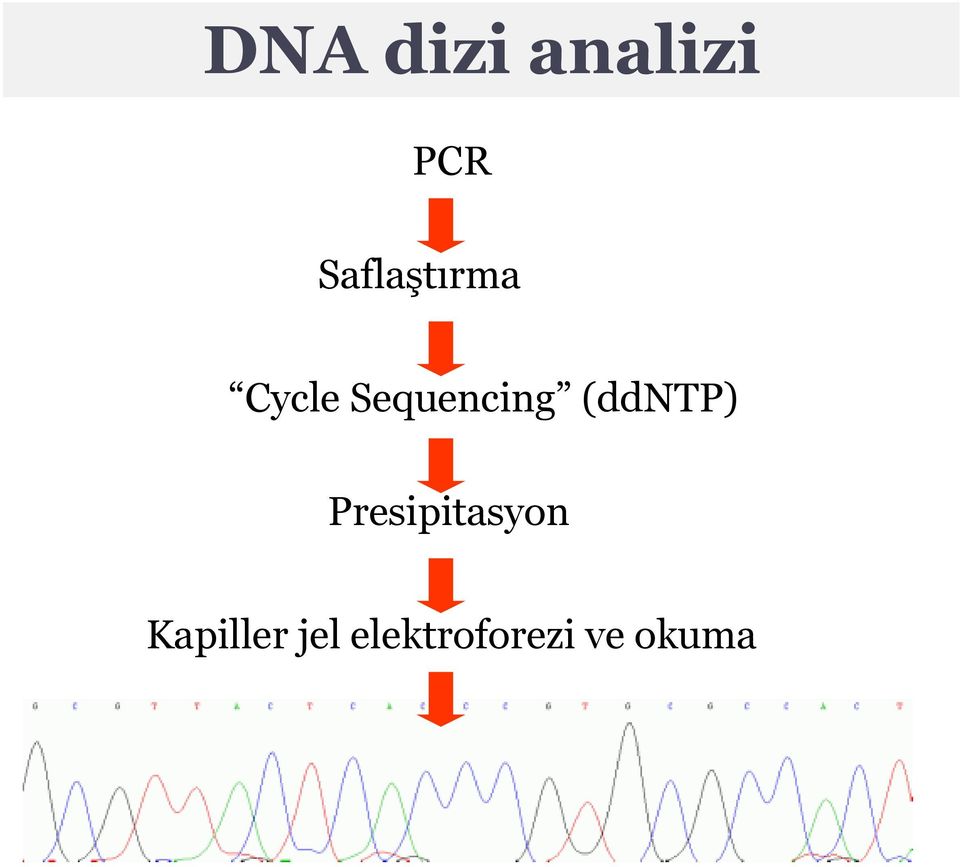 Sequencing (ddntp)
