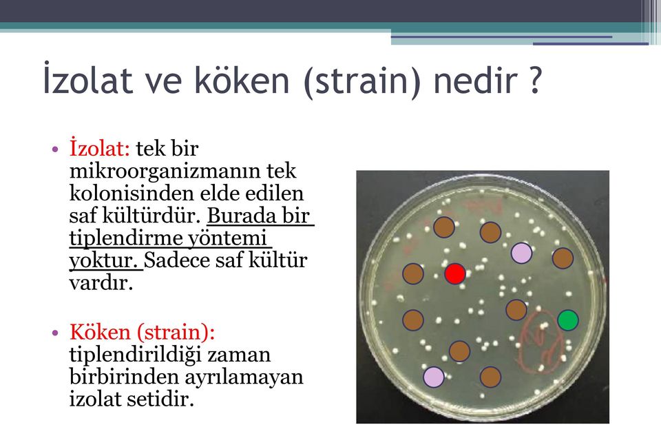 saf kültürdür. Burada bir tiplendirme yöntemi yoktur.