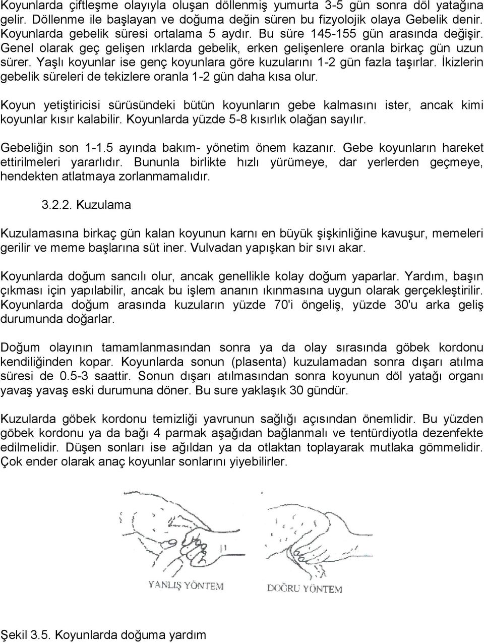 Yaşlı koyunlar ise genç koyunlara göre kuzularını 1-2 gün fazla taşırlar. İkizlerin gebelik süreleri de tekizlere oranla 1-2 gün daha kısa olur.