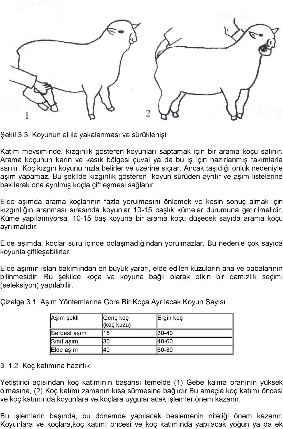 Bu şekilde kızgınlık gösteren koyun sürüden ayrılır ve aşım listelerine bakılarak ona ayrılmış koçla çiftleşmesi sağlanır.