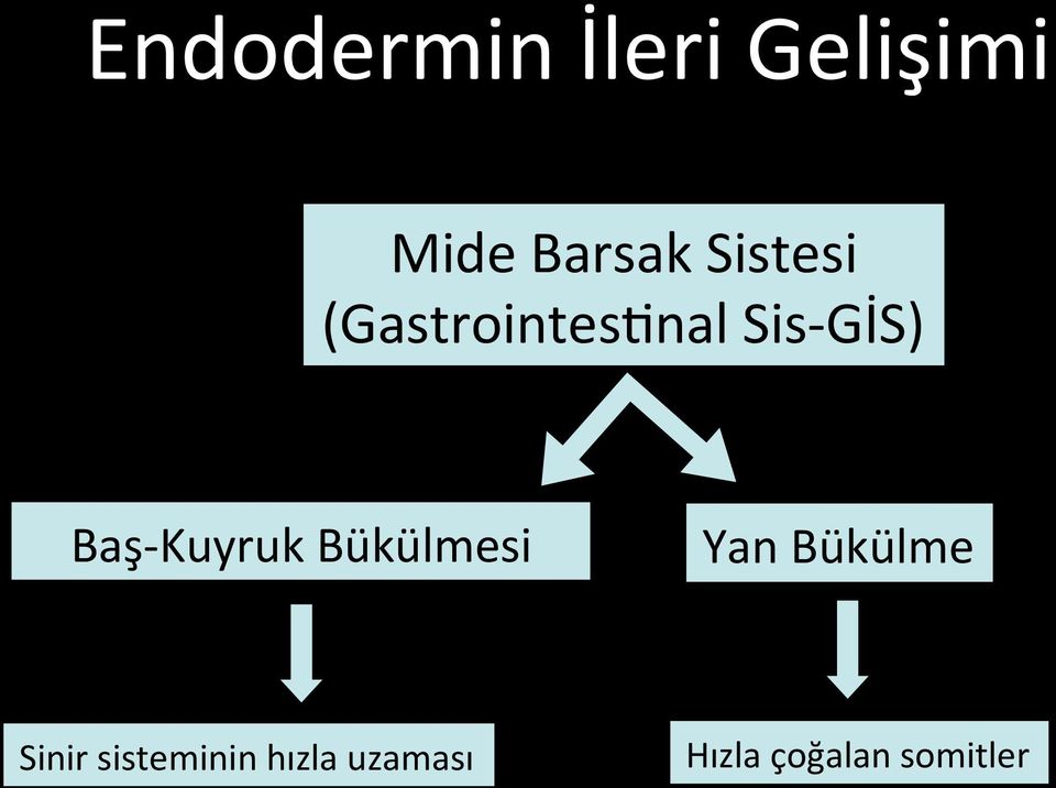 Kuyruk Bükülmesi Yan Bükülme Sinir