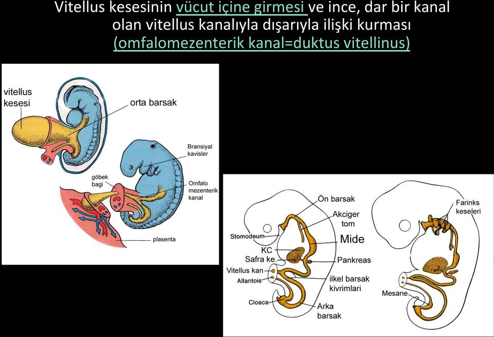 kanalıyla dışarıyla ilişki kurması