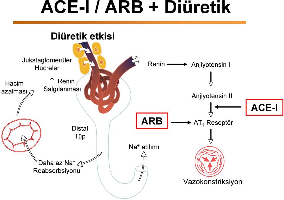 Salgılanması Distal Tüp ARB Anjiyotensin II AT 1 Reseptör