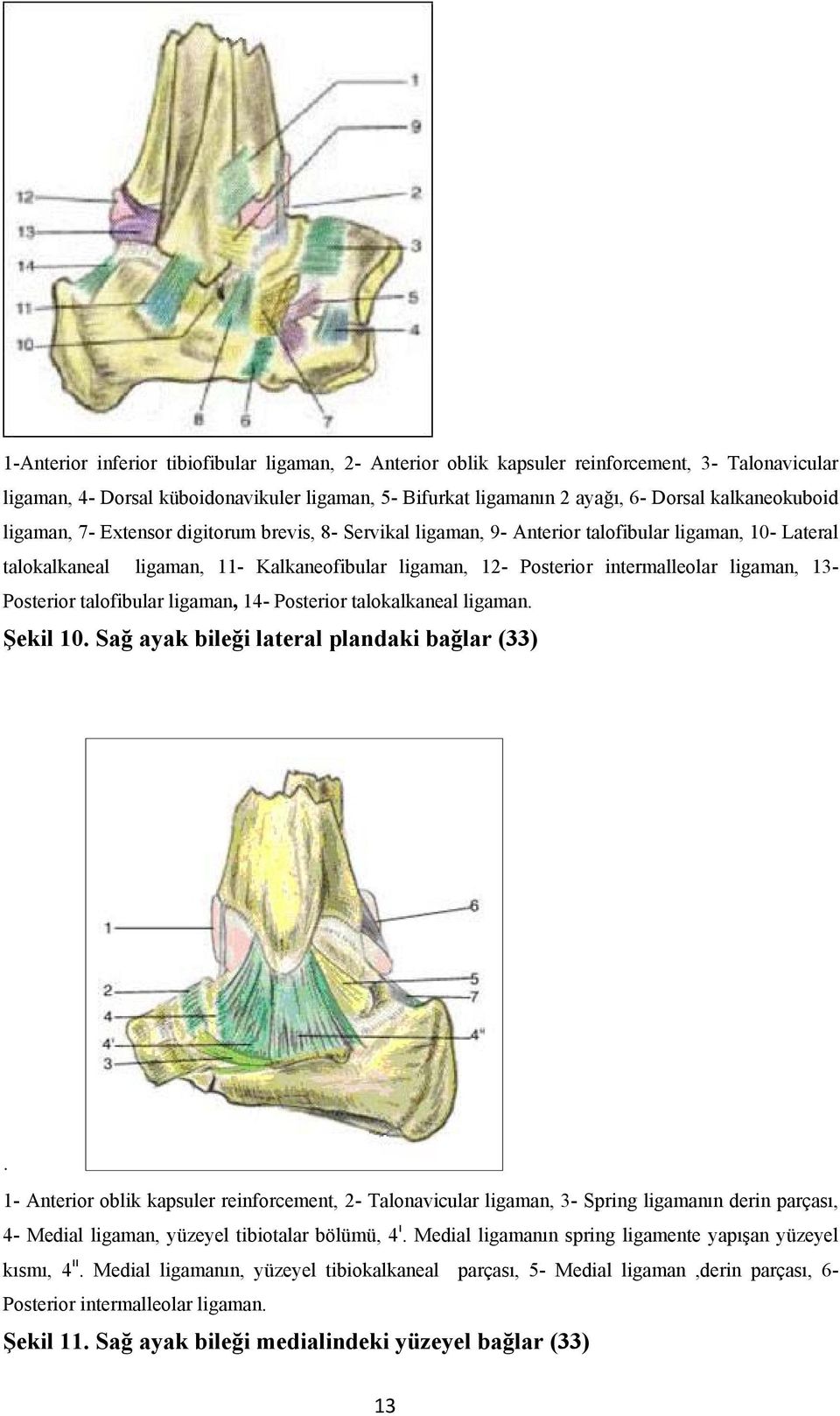 intermalleolar ligaman, 13- Posterior talofibular ligaman, 14- Posterior talokalkaneal ligaman. Şekil 10. Sağ ayak bileği lateral plandaki bağlar (33).