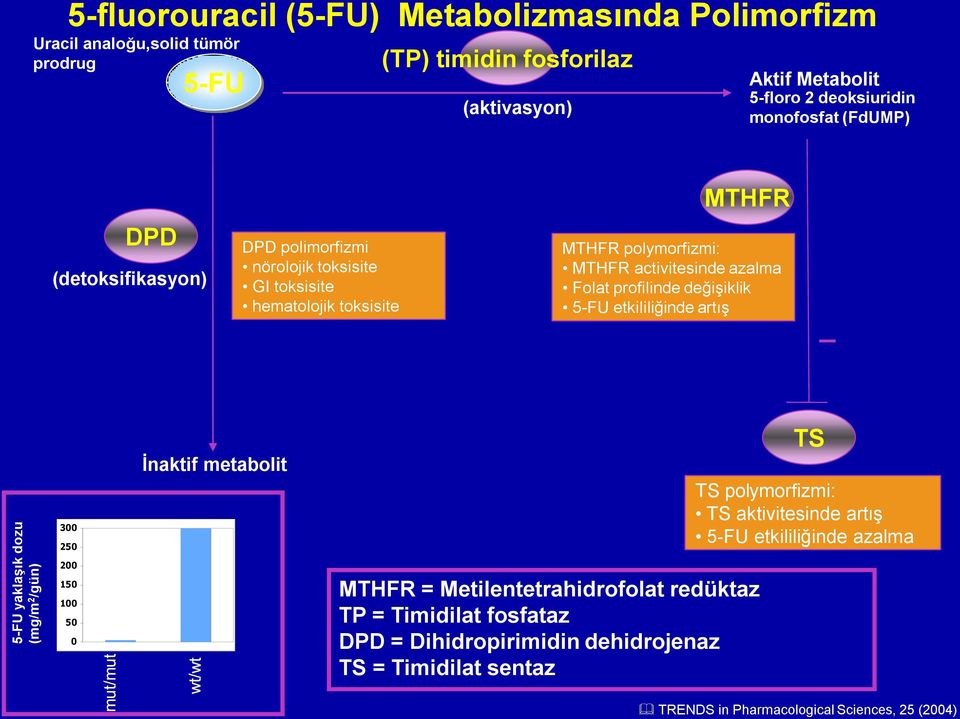 MTHFR activitesinde azalma Folat profilinde değişiklik 5-FU etkililiğinde artış 300 250 İnaktif metabolit TS TS polymorfizmi: TS aktivitesinde artış 5-FU etkililiğinde azalma