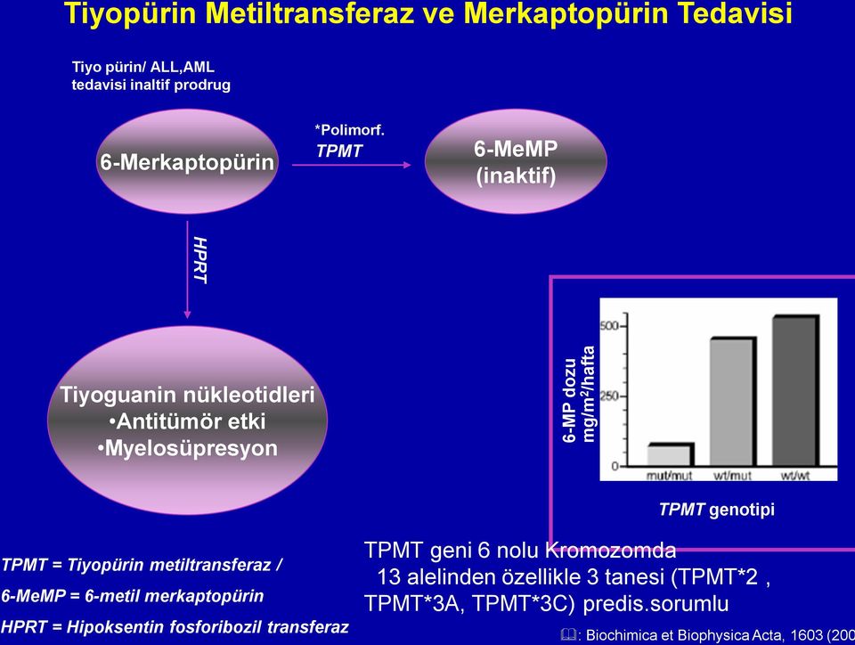 TPMT 6-MeMP (inaktif) HPRT Tiyoguanin nükleotidleri Antitümör etki Myelosüpresyon TPMT genotipi TPMT = Tiyopürin
