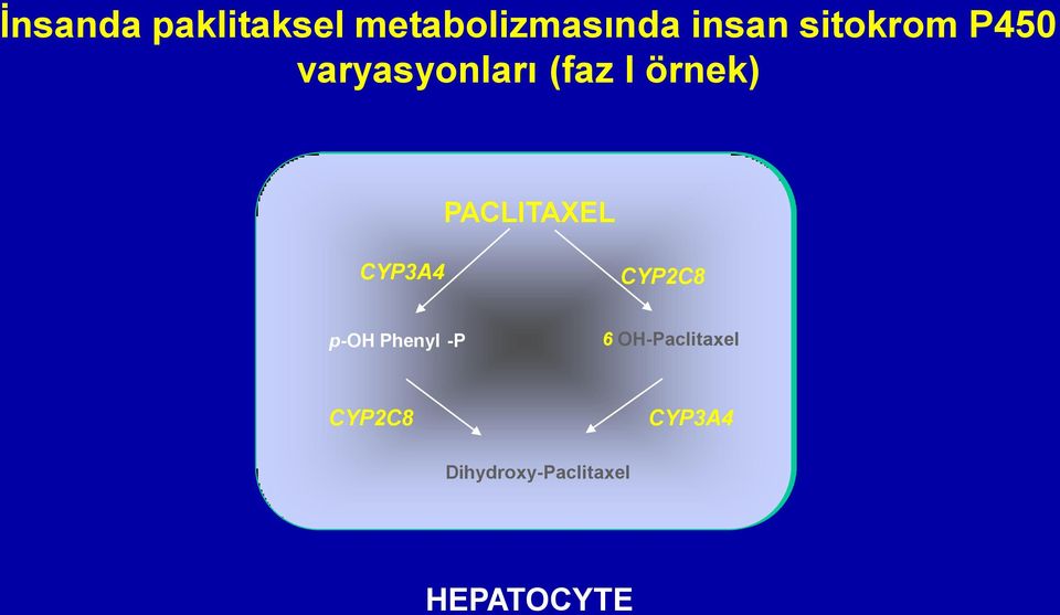 PACLITAXEL CYP3A4 CYP2C8 p-oh Phenyl -P 6