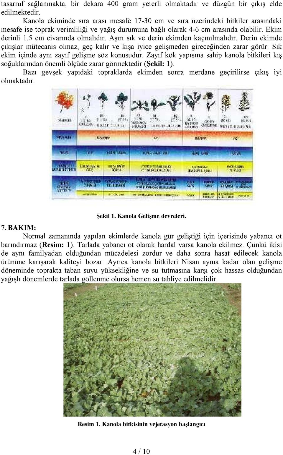 5 cm civarında olmalıdır. Aşırı sık ve derin ekimden kaçınılmalıdır. Derin ekimde çıkışlar mütecanis olmaz, geç kalır ve kışa iyice gelişmeden gireceğinden zarar görür.