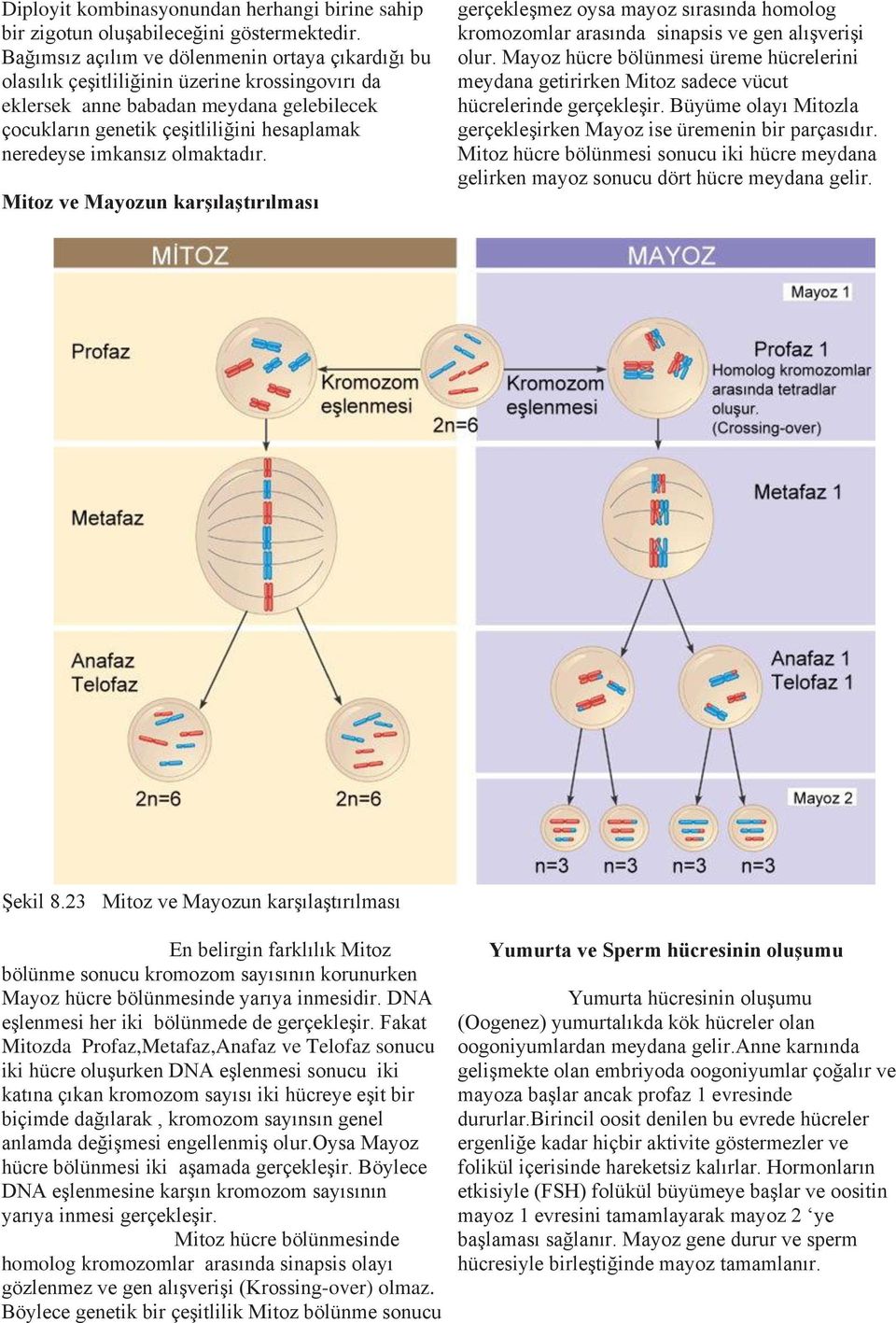 imkansız olmaktadır. Mitoz ve Mayozun karşılaştırılması gerçekleşmez oysa mayoz sırasında homolog kromozomlar arasında sinapsis ve gen alışverişi olur.