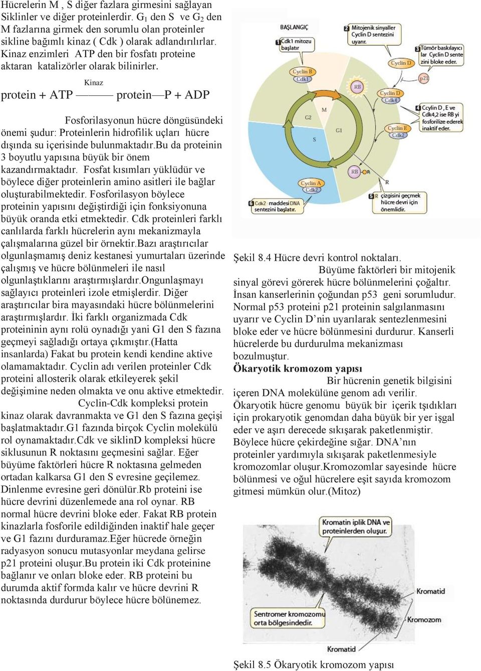 Kinaz enzimleri ATP den bir fosfatı proteine aktaran katalizörler olarak bilinirler.