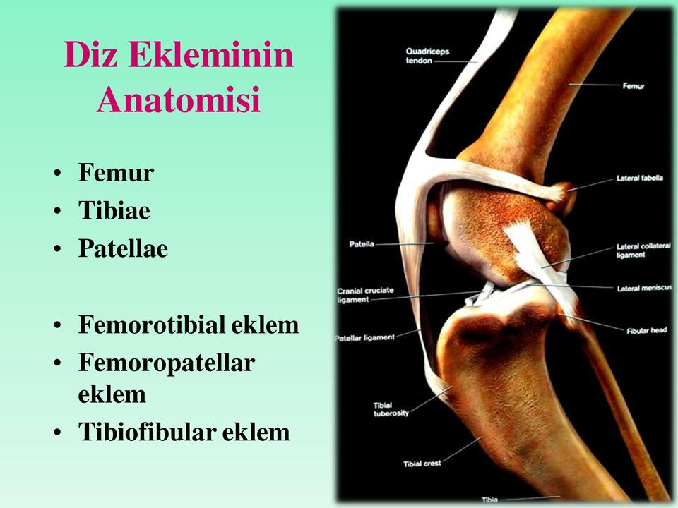 Femorotibial eklem