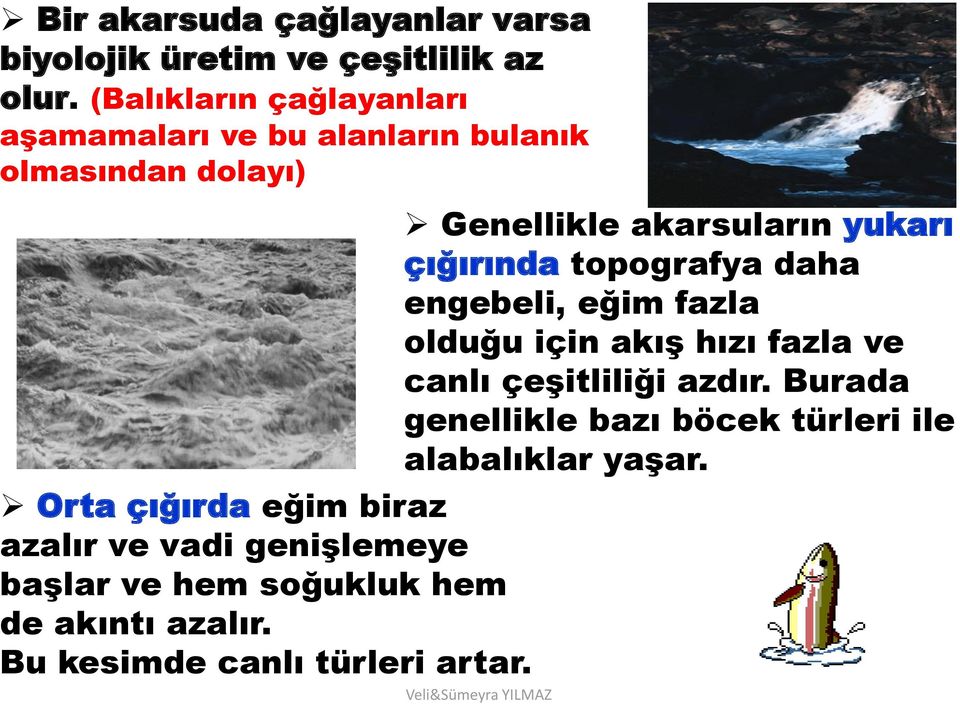 vadi genişlemeye başlar ve hem soğukluk hem de akıntı azalır. Bu kesimde canlı türleri artar.