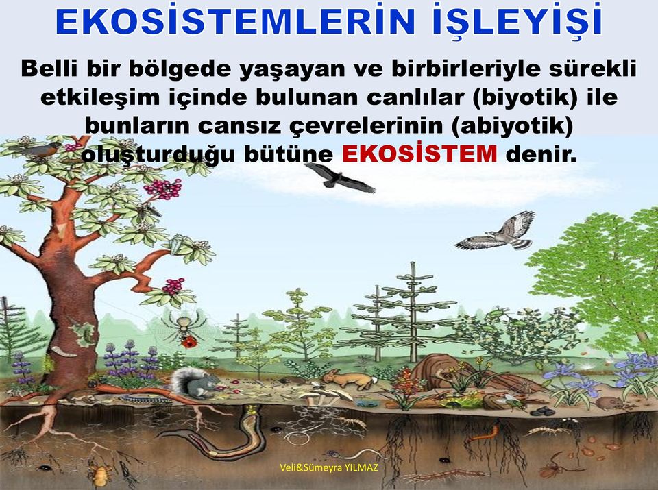 (biyotik) ile bunların cansız çevrelerinin