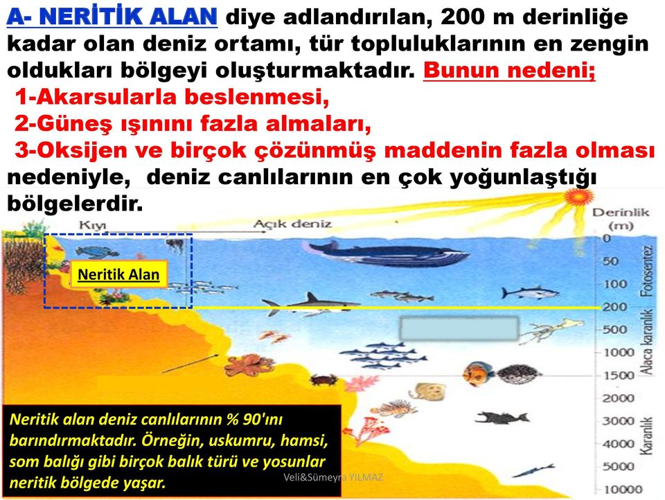 Bunun nedeni; 1-Akarsularla beslenmesi, 2-Güneş ışınını fazla almaları, 3-Oksijen ve birçok çözünmüş maddenin fazla olması