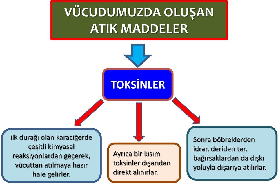 gelirler. Ayrıca bir kısım toksinler dışarıdan direkt alınırlar.