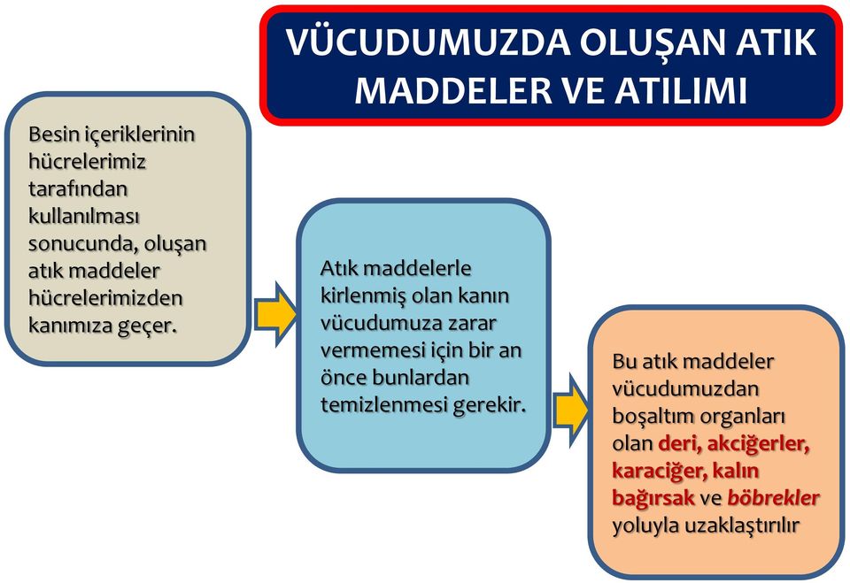 VÜCUDUMUZDA OLUŞAN ATIK MADDELER VE ATILIMI Atık maddelerle kirlenmiş olan kanın vücudumuza zarar