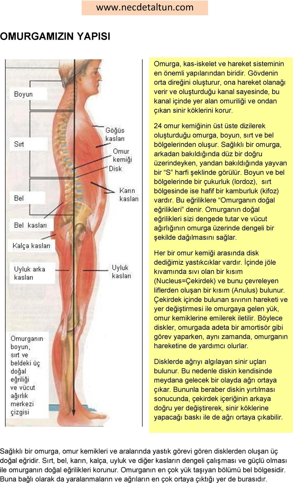 24 omur kemiğinin üst üste dizilerek oluşturduğu omurga, boyun, sırt ve bel bölgelerinden oluşur.