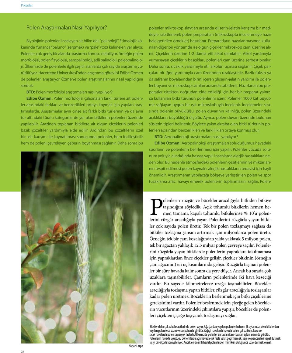 Ülkemizde de polenlerle ilgili çeşitli alanlarda çok sayıda araştırma yürütülüyor. Hacettepe Üniversitesi nden araştırma görevlisi Edibe Özmen de polenleri araştırıyor.