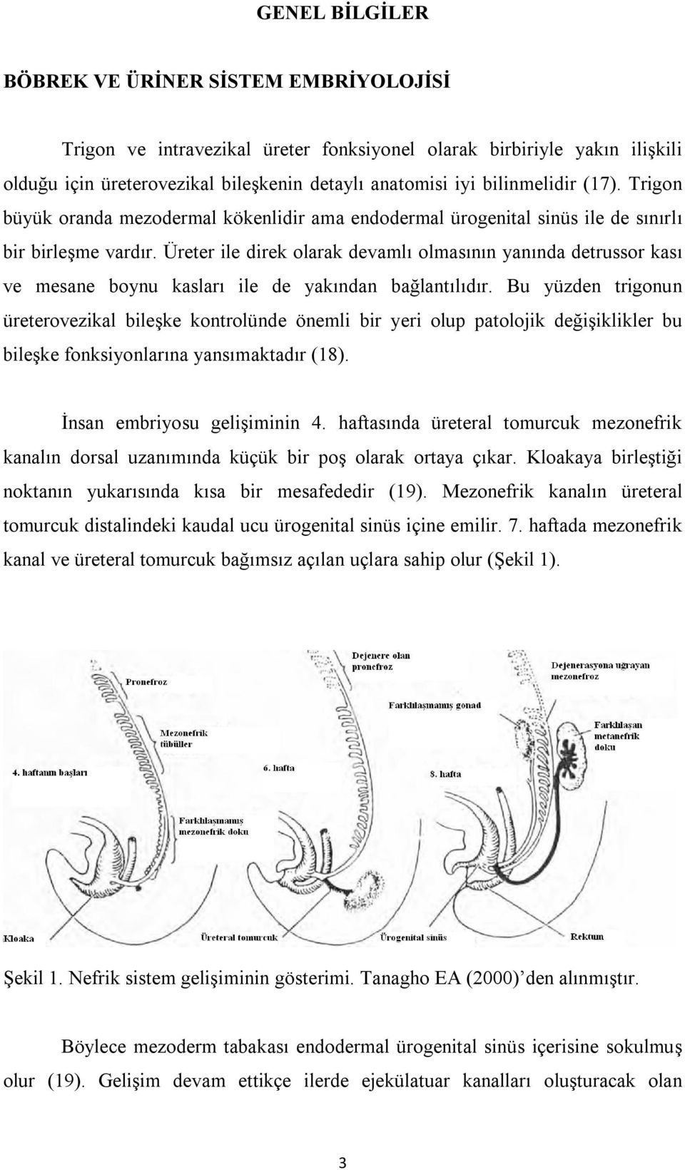 Üreter ile direk olarak devamlı olmasının yanında detrussor kası ve mesane boynu kasları ile de yakından bağlantılıdır.