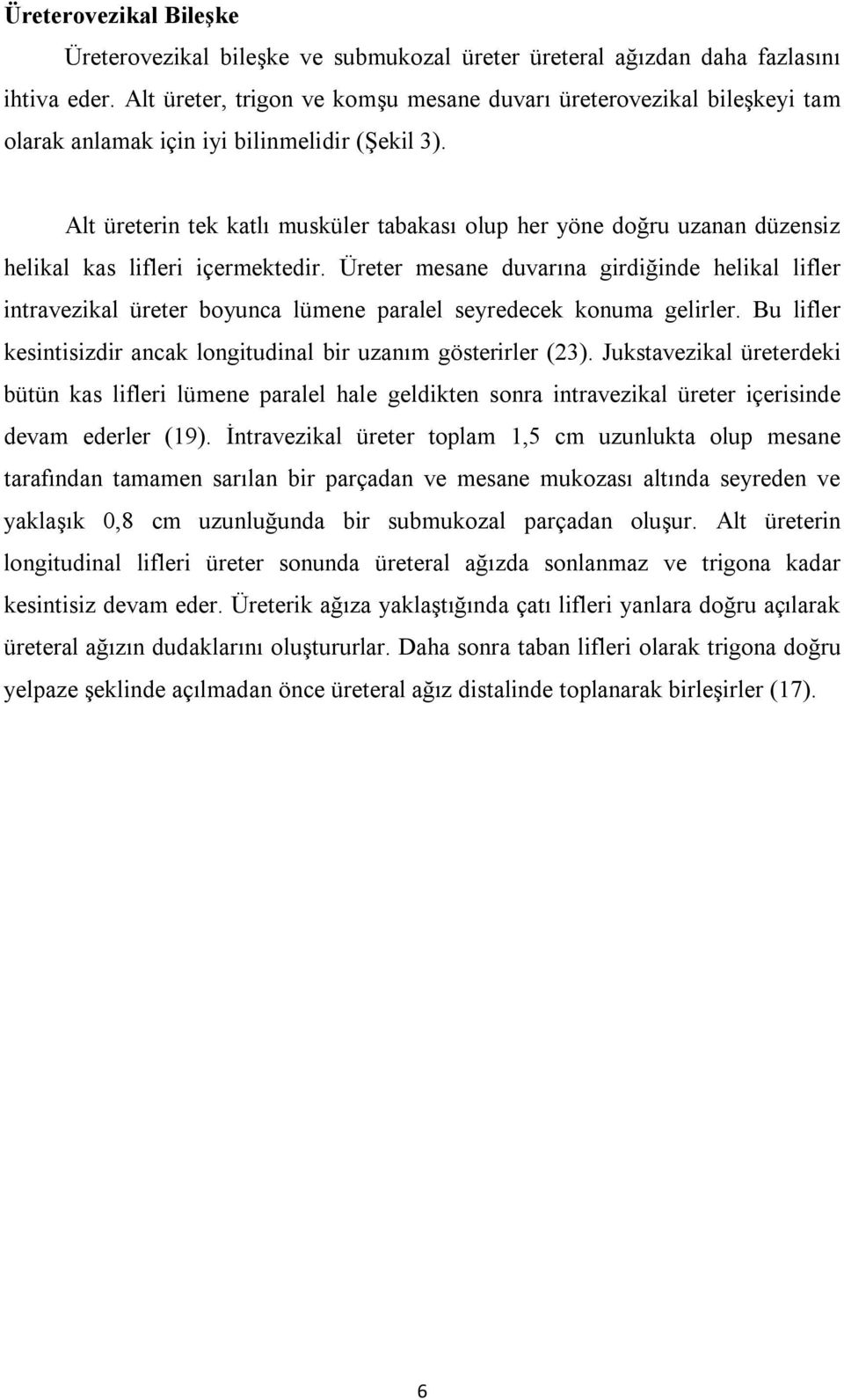 Alt üreterin tek katlı musküler tabakası olup her yöne doğru uzanan düzensiz helikal kas lifleri içermektedir.