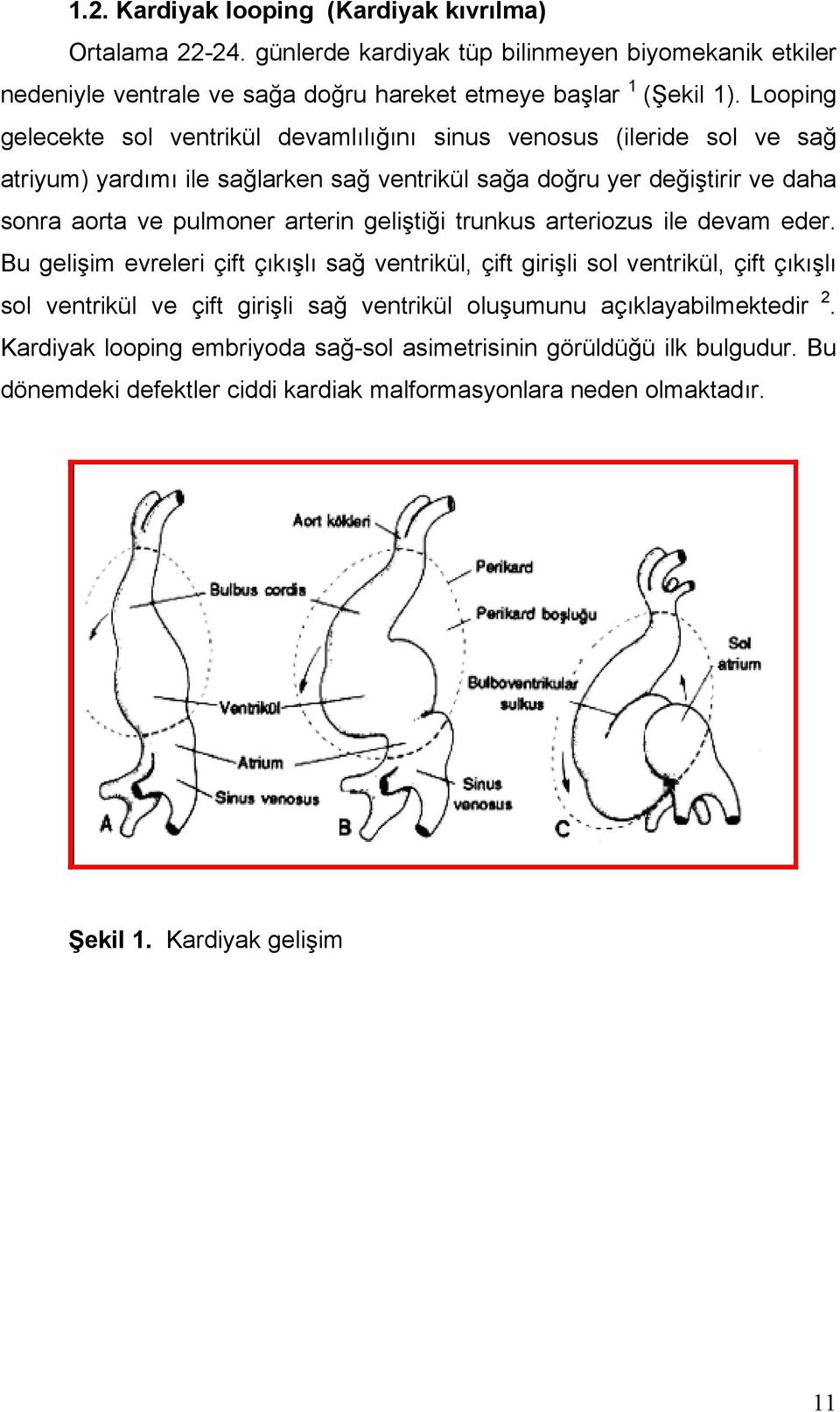 arterin geliştiği trunkus arteriozus ile devam eder.