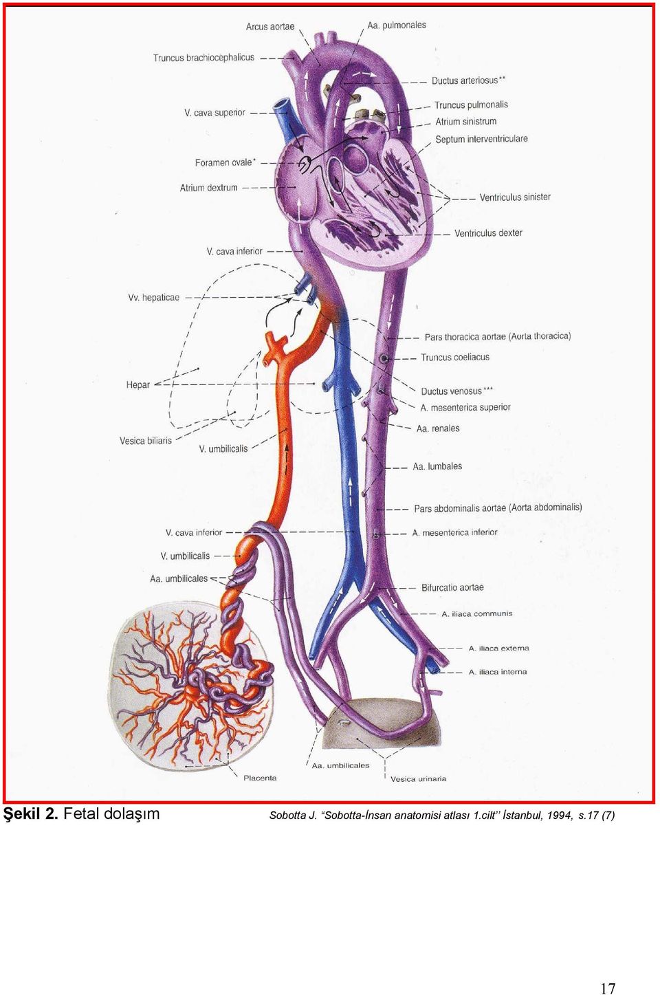 Sobotta-İnsan anatomisi