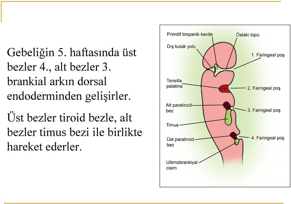 brankial arkın dorsal endoderminden