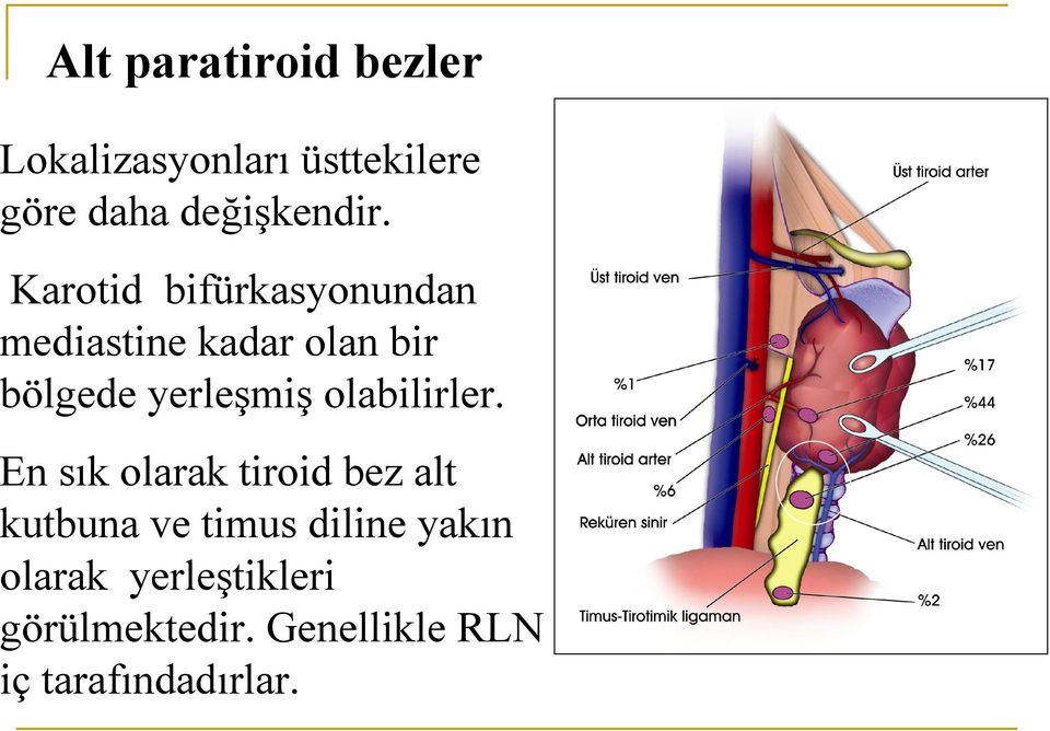 Karotid bifürkasyonundan mediastine kadar olan bir bölgede yerleşmiş