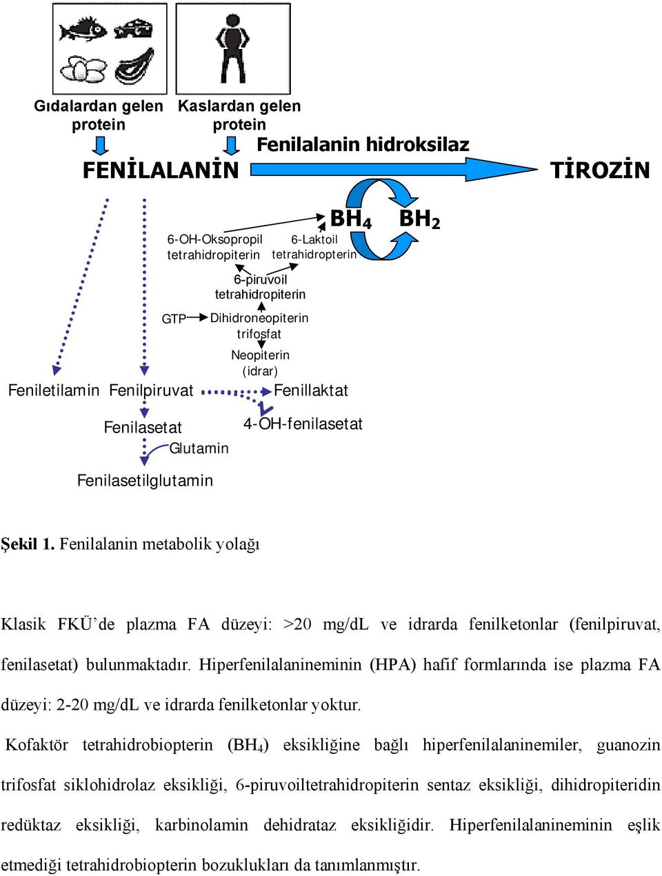 Fenilalanin metabolik yolağı Klasik FKÜ de plazma FA düzeyi: >20 mg/dl ve idrarda fenilketonlar (fenilpiruvat, fenilasetat) bulunmaktadır.