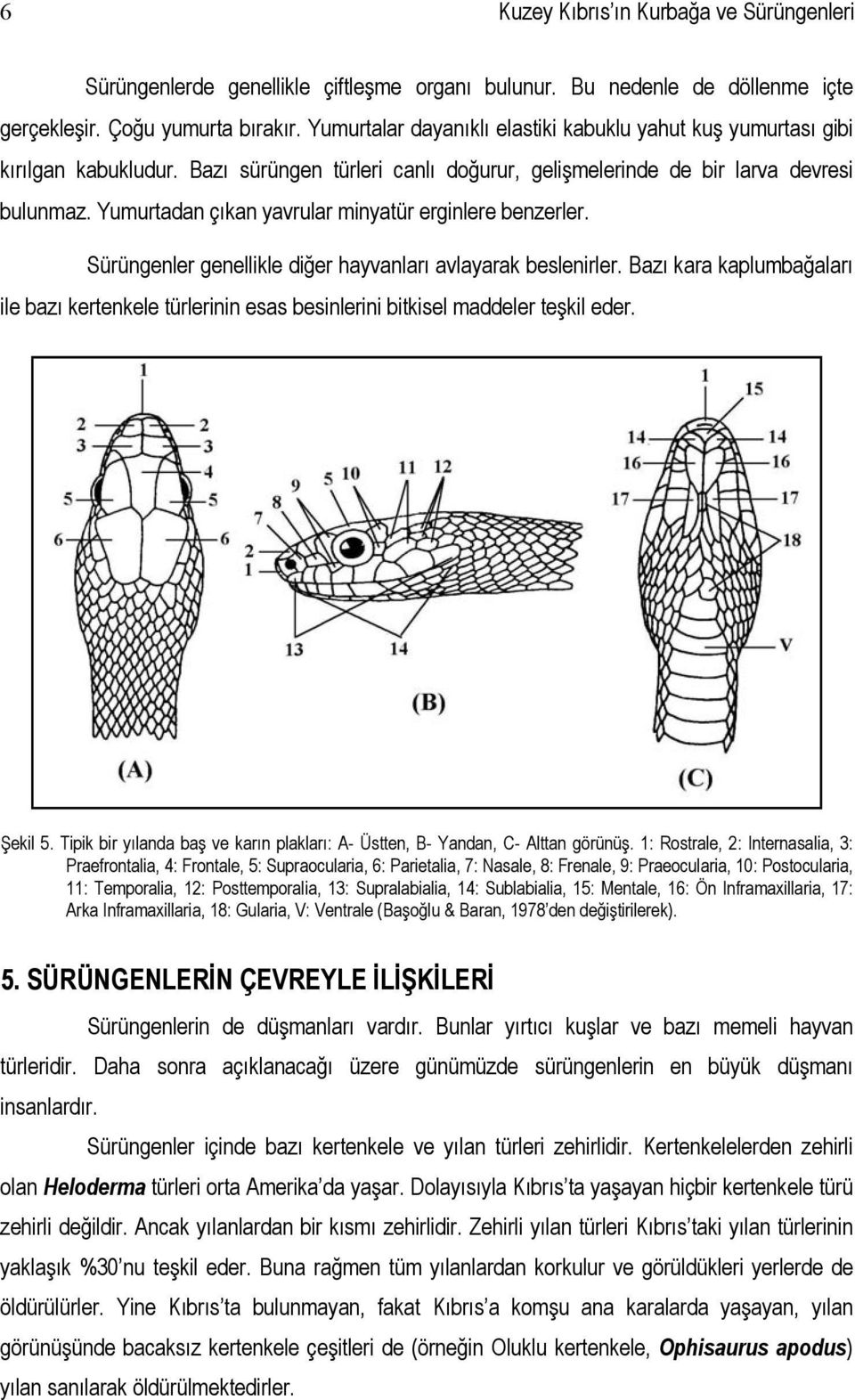 Yumurtadan çıkan yavrular minyatür erginlere benzerler. Sürüngenler genellikle diğer hayvanları avlayarak beslenirler.