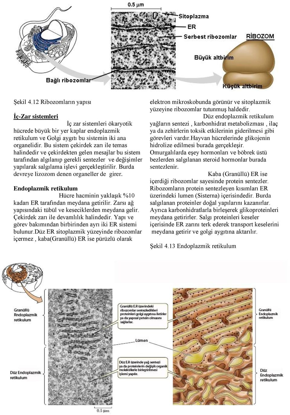 Burda devreye lizozom denen organeller de girer. Endoplazmik retikulum Hücre hacminin yaklaşık %10 kadarı ER tarafından meydana getirilir. Zarsı ağ yapısındaki tübül ve keseciklerden meydana gelir.